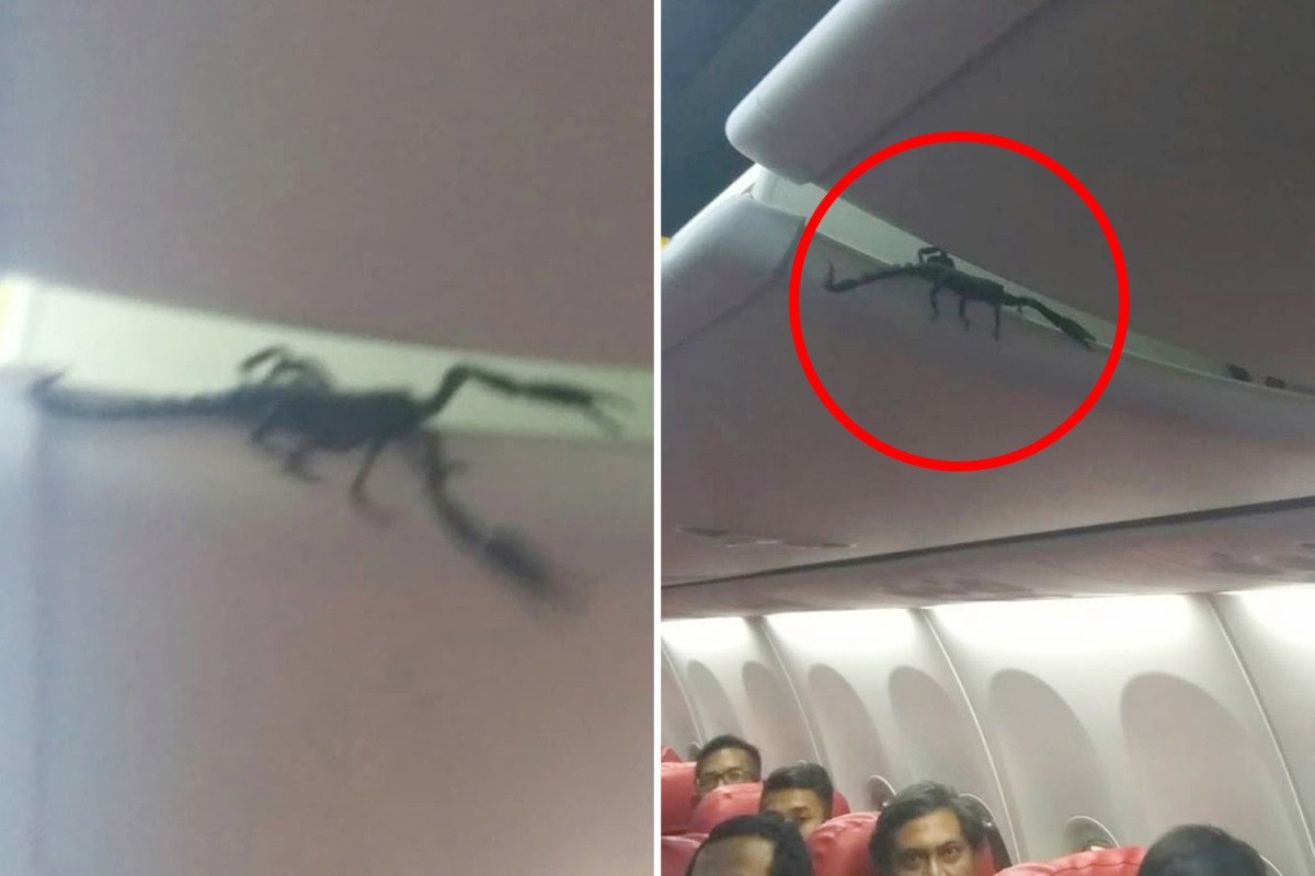 Watch People On Lion Air Flight Freak Out As A Scorpion Crawls Out Of